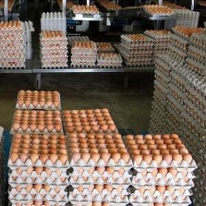 Fresh brown table eggs in a cardboard carton with rich brown shells on a wooden farm table