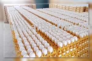 Premium Free-Range Eggs – Farm Fresh Natural White & Brown Table Eggs