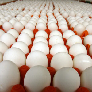 Fresh white table eggs in a clean cardboard carton with bright white shells on a kitchen counter